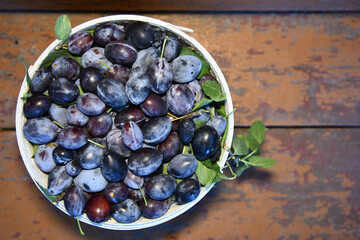 Vintage metal bucket filled with freshly picked ripe organic red plums on folded napkin