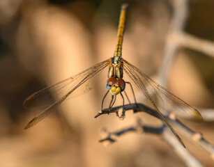 Dragonfly Silhouette on Branch at Sunset