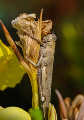 Large Grasshopper on Yellow Flower in Cyprus