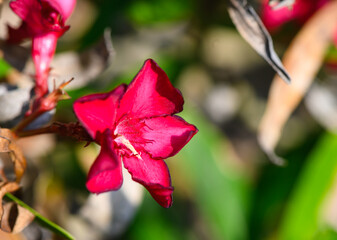 Red Oleander Flowers on Cyprus