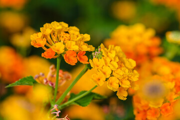 Yellow Tropical Flowers on Bush in Cyprus