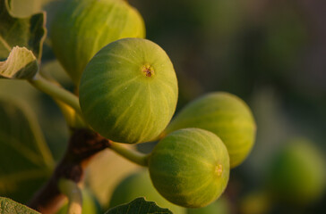 Ripe Figs on Tree Branch in Daylight, Cyprus