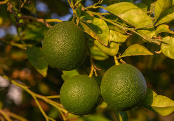 Ripening Green Orange on Citrus Tree in Cyprus Garden