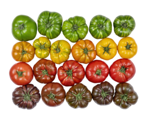 Colorful tomatoes arranged in a grid pattern, from green to red