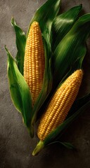 Two ears of fresh corn nestled in vibrant green leaves on a dark gray surface