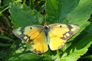 Orange Sulphur Butterfly (Colias eurytheme) in Illinois