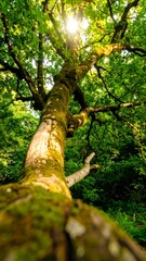 Fototapeta premium Sunlight through lush forest canopy