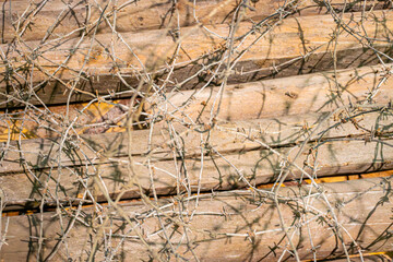 Fototapeta premium Close-up view of intertwined thorny branches on a wooden surface, blurred background suggesting a fence edge Brown and grey tones Candid and raw style, emphasizing natural textures without human in