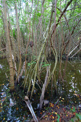 Mangroves landscape of Puerto Rico