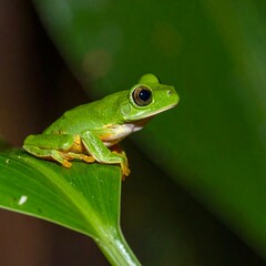 Obraz premium Small, vibrant green frog on leaf
