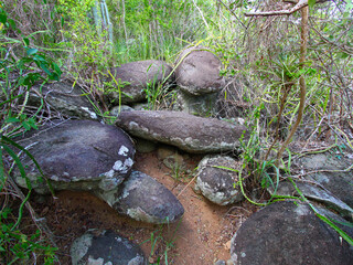Vegetation amidst a cluster of boulders at Shark Bay National Park of the British Virgin Islands