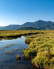 Tranquil marsh landscape