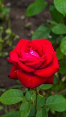 Close-up of vibrant red rose