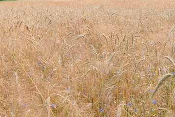 Field of mature, golden wheat stretching across a clear sky with patches of purple and white wildflowers Daytime, natural lighting, no human activity or landmarks visible