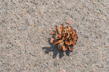 Close-up of weathered driftwood on asphalt in an outdoor Central European village setting,...