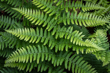 Sword Ferns