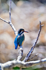 枝に留まっているカワセミ