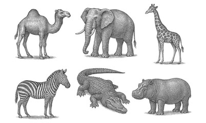 Vintage engraving of diverse african safari animals in black and white