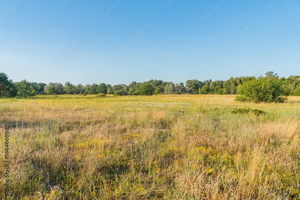 Poster flat, well-trodden field under a clear blue sky with varying grass heights and colors no man-made st