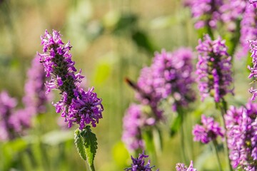 Vibrant wildflower field, predominantly purple and pink blooms, shallow depth of field, soft focus,...