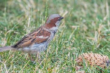 A small multi-colored bird brown, dark patches, light eye and underbelly feeding on seeds nearby in a natural outdoor setting Soft lighting, fluffy feathers, perspective from