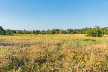 Fototapeta premium Flat, well-trodden field under a clear blue sky with varying grass heights and colors No man-made structures or objects visible Soft daytime lighting, implying calmness and peace Low angle perspec