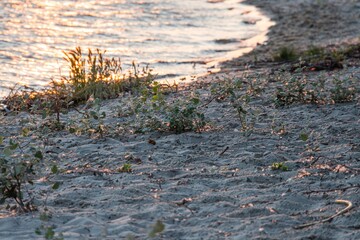 A tranquil beach scene at either sunrise or sunset, with light gray sand, shells, pebbles, and waves lapping onto the shore, reflecting soft light on the calm ocean, no human presence or significant