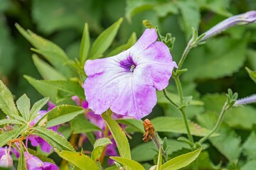 Purple flower with pink center, set against green foliage Soft lighting Close-up shot with selective focus Multiple layers of petals and visible stamen No texts present Angled perspective