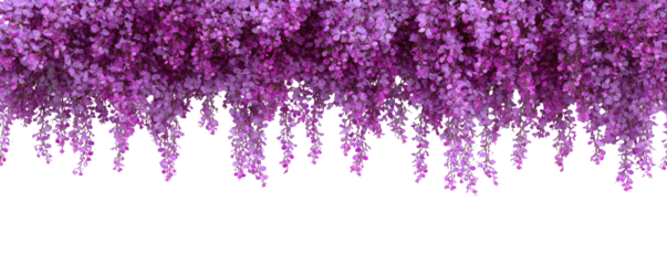 Purple blossoms cascade, forming a silhouette