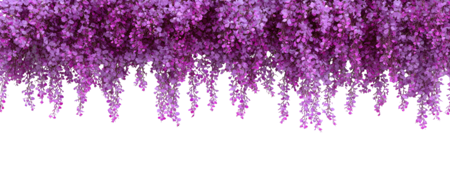 Purple blossoms cascade, forming a silhouette