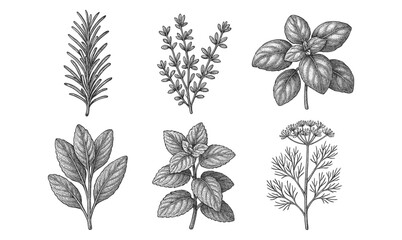 Obraz premium Herbal sketch collection: detailed black and white botanical drawings