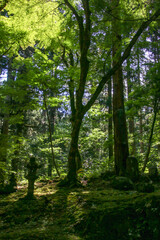 平泉寺白山神社