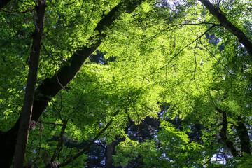 Fototapeta premium 平泉寺白山神社