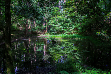 平泉寺白山神社