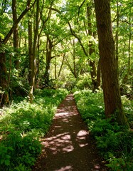 Sunlit forest path (1)