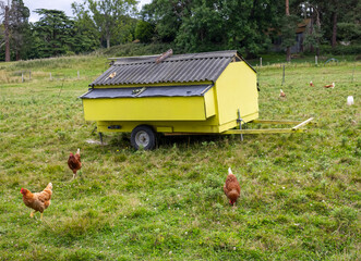 Un gallinero móvil de color amarillo, con un techo oscuro, que se encuentra en un campo de hierba, con  algunas gallinas alrededor del gallinero.  © Romaura
