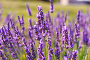 Close up, macro view of vibrant purple lavender flowers in soft evening sunlight. Golden light,...