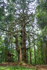 平泉寺白山神社