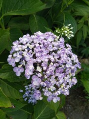 purple hydrangea flower