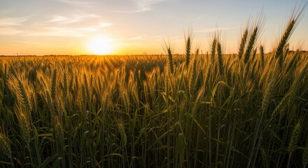 Medium shot showing the interaction of sunlight and crop growth emphasizing the significance of day length in planning the perfect harvest schedule for optimal productivity.