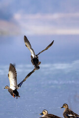 Spot-billed Ducks Taking Off from River in Korea