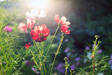 Red Cosmos Flowers Shining in Backlight