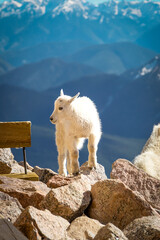 Baby Mountain Goat Standing on Rocky Cliff with Snowy Peaks