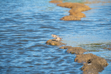 Two small birds rest on a rock in calm river water, surrounded by flowing blue water. This peaceful scene captures the beauty of wildlife and nature in a serene riverside environment.
