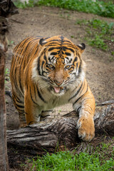 Bengal Tiger Showing Teeth While Standing in Forest Habitat
