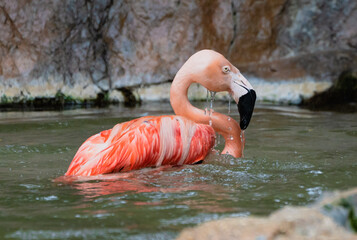 Flamingo Bathing in Water with Vibrant Pink Feathers