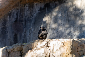 Chimpanzee Sitting on Rock Against Natural Backdrop