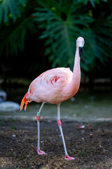 Pink Flamingo Standing Gracefully on Ground in Nature