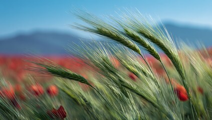 Wheat field, windswept, poppy field backdrop