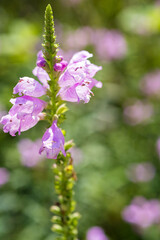 Close-up of Pink Obedient Plant Flower in Summer Light
